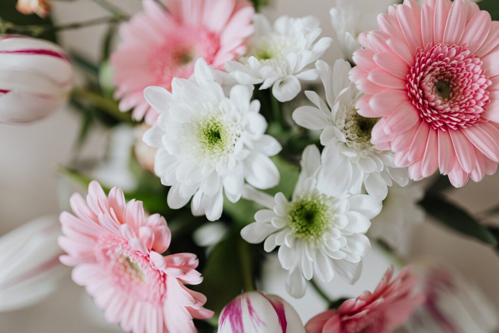 Balta un rozā gerbera