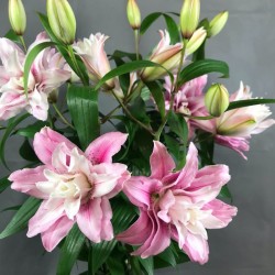 zieduserviss baltas lilijas