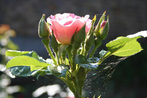 roze