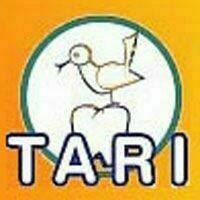 Tari M
